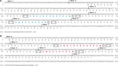 Tachykinin-3 Genes and Peptides Characterized in a Basal Teleost, the European Eel: Evolutionary Perspective and Pituitary Role